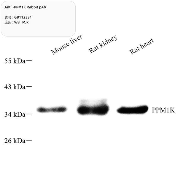 Антитела первичные, поликлональные, PPM1K, 100 мкл