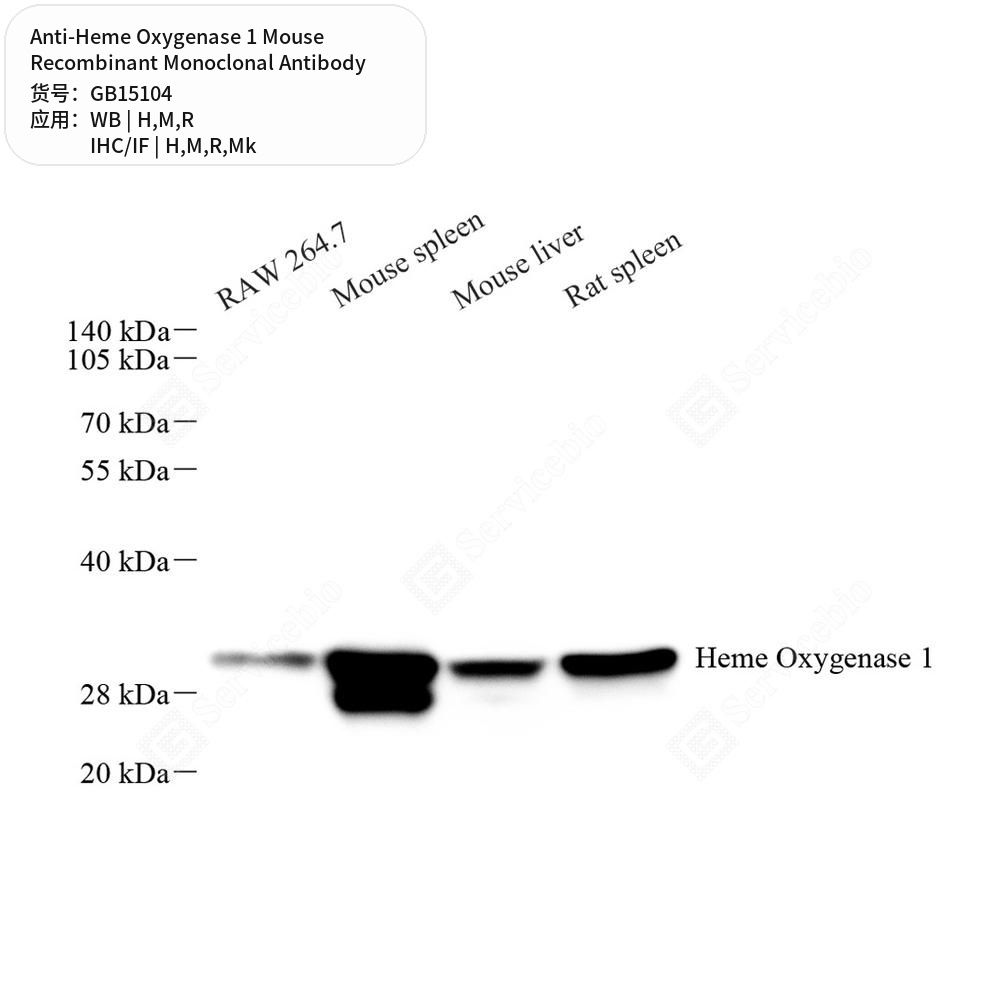 Антитела первичные, моноклональные мыши к Heme Oxygenase 1 крысы, мыши, обезьяны, человека, 50 мкл