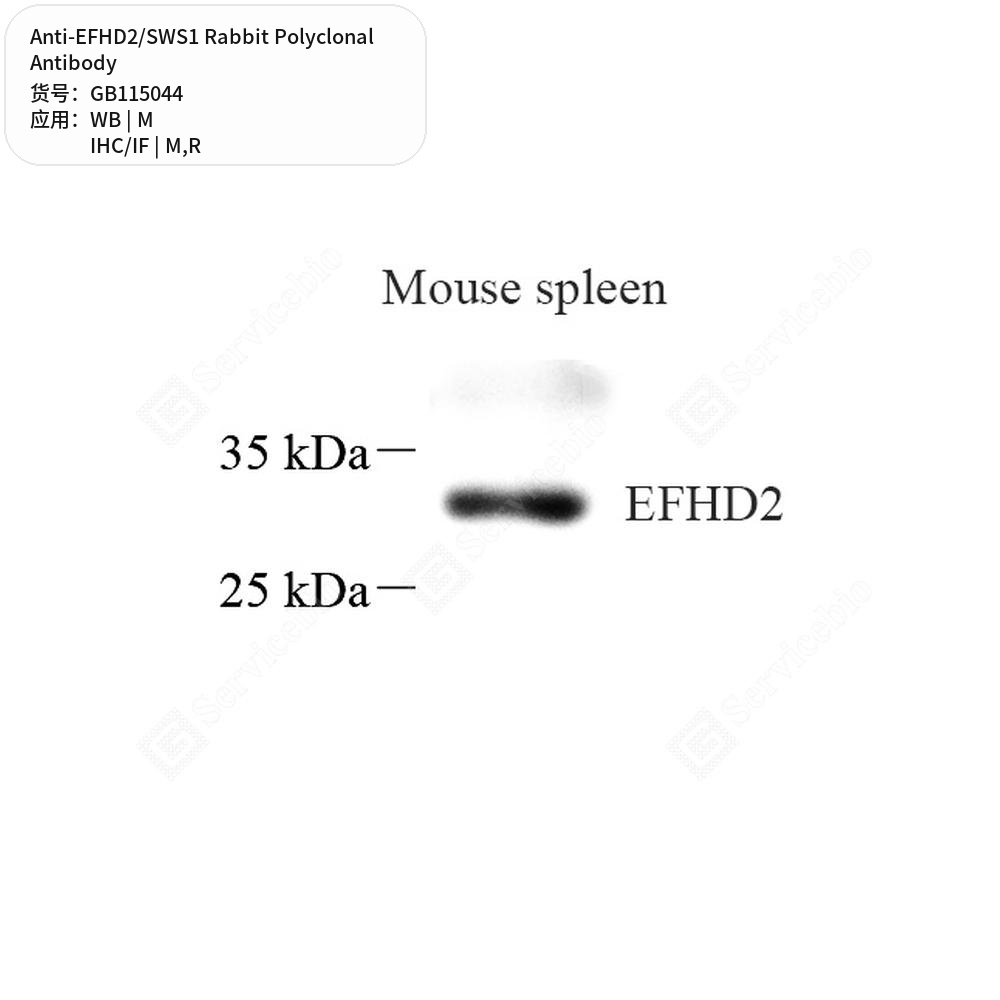 Антитела первичные, поликлональные кролика к EFHD2/SWS1 крысы, мыши, 50 мкл