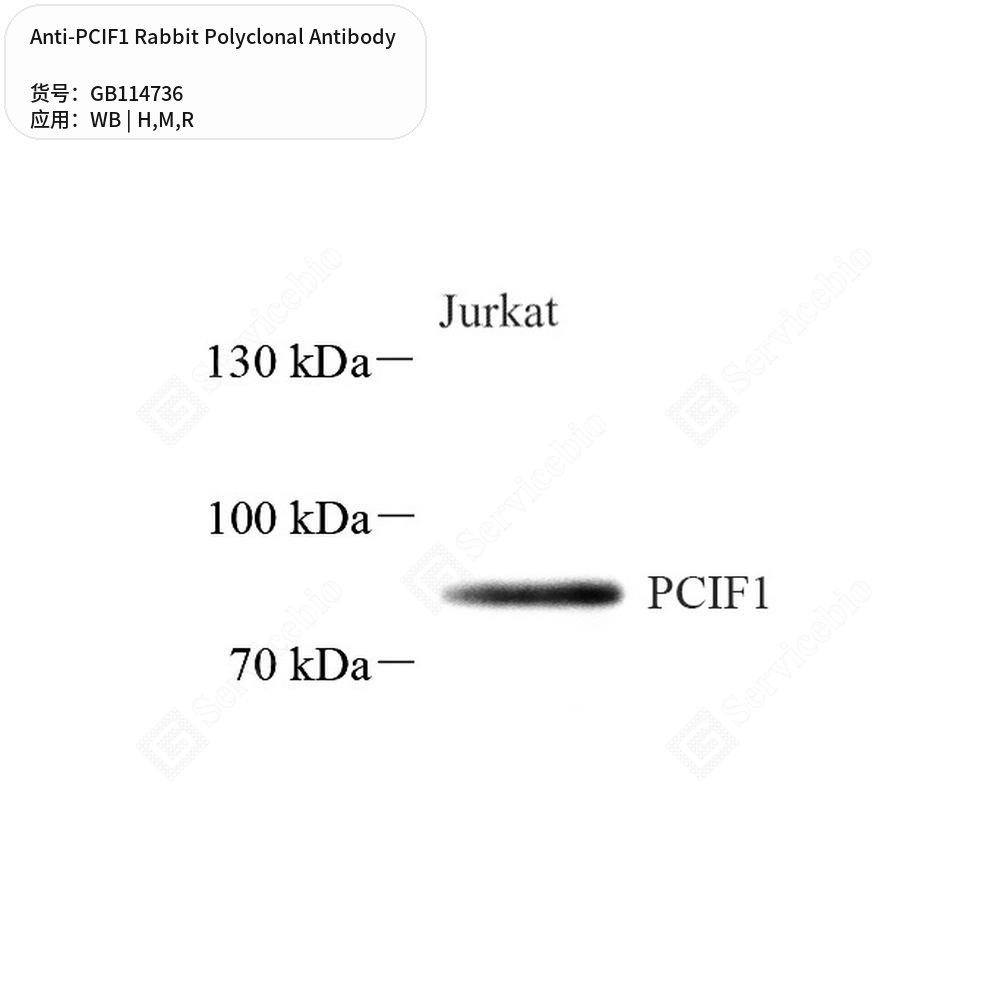 Антитела первичные, поликлональные кролика к PCIF1 крысы, мыши, человека, 50 мкл