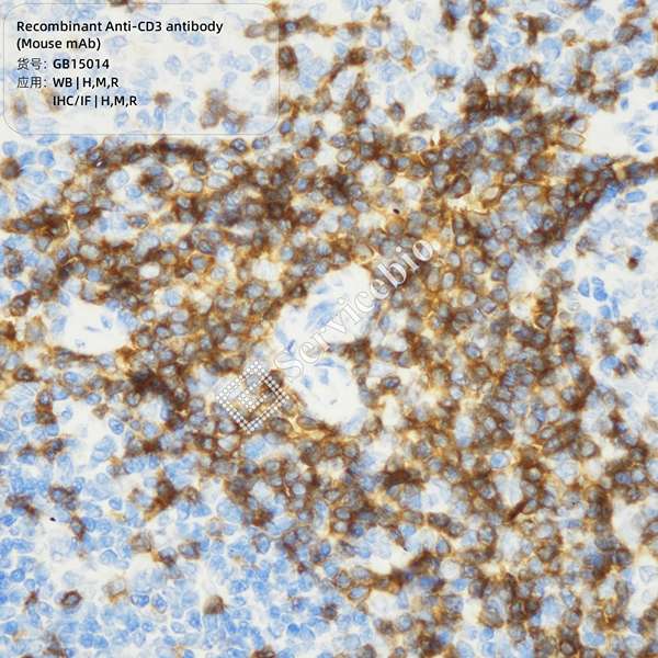 Антитела первичные, моноклональные, CD3, 100 мкл