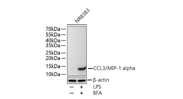 Антитела первичные, моноклональные CCL3/MIP1α, 100 мкл