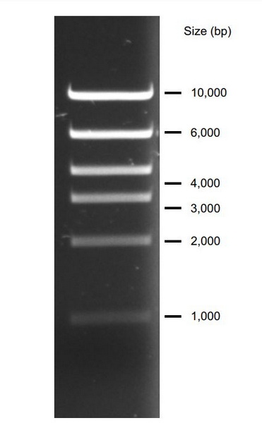 Маркеры молекулярной массы ДНК, 1000-10000 п.о., High DNA Mass Ladder (6 фрагментов), 50 реакций