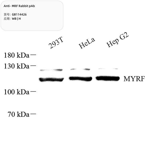 Антитела первичные, поликлональные, MRF, 100 мкл