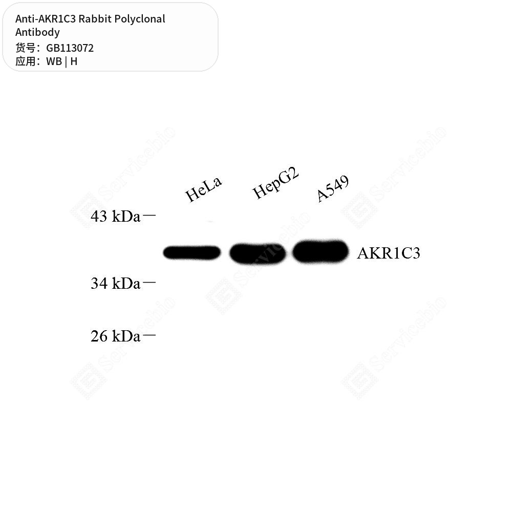 Антитела первичные, поликлональные кролика к AKR1C3 человека, 100 мкл