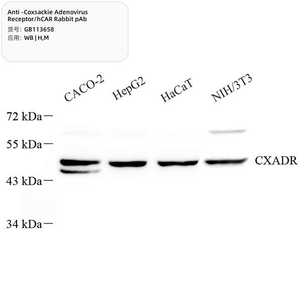 Антитела первичные, поликлональные, Coxsackie Adenovirus Receptor/hCAR, 100 мкл