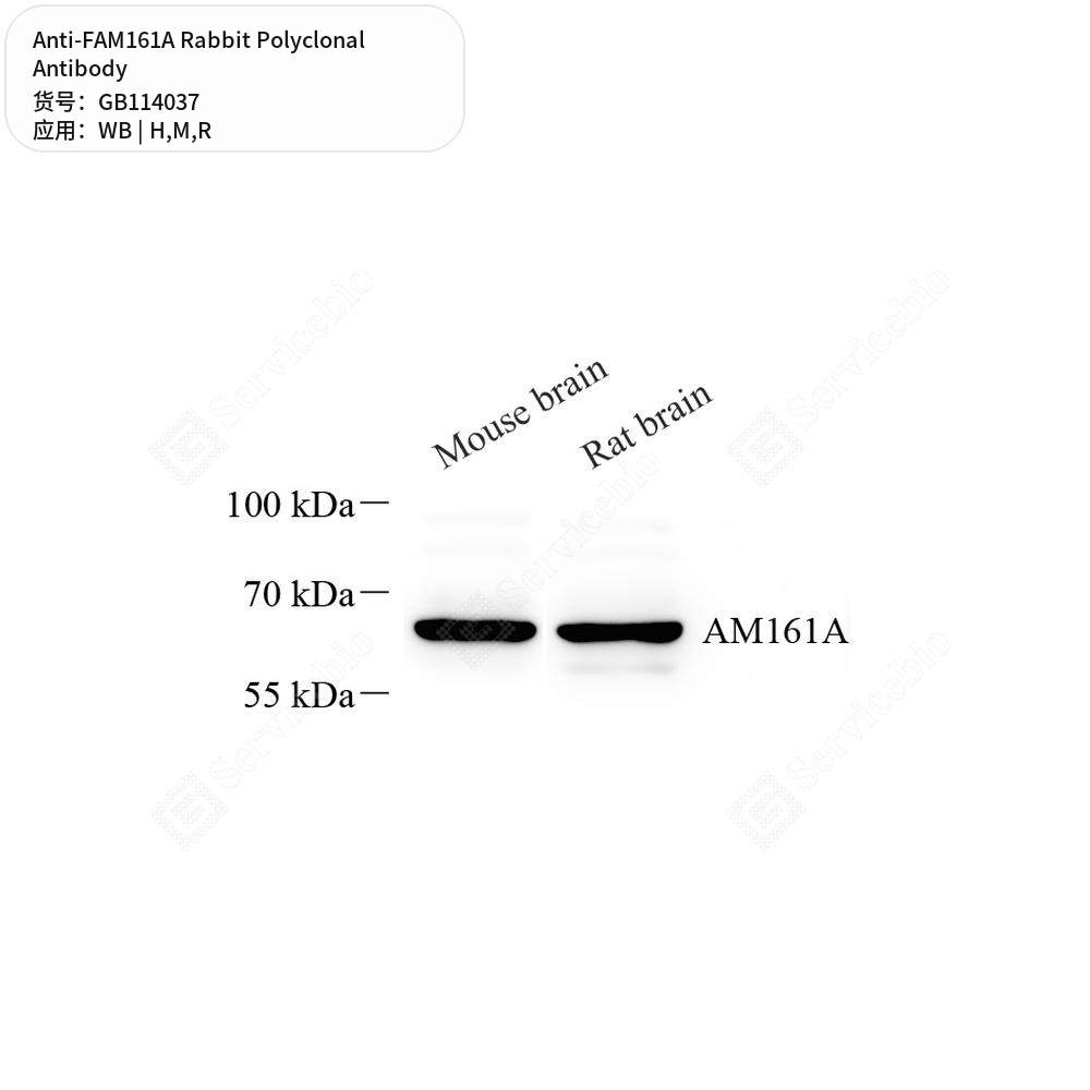 Антитела первичные, поликлональные кролика к FAM161A крысы, мыши, человека, 100 мкл