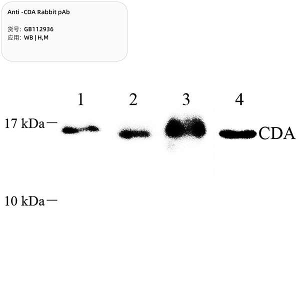 Антитела первичные, поликлональные, CDA, 100 мкл