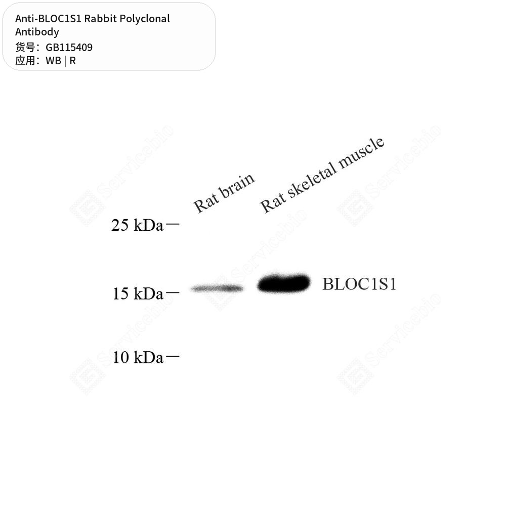 Антитела первичные, поликлональные кролика к BLOC1S1 крысы, 100 мкл
