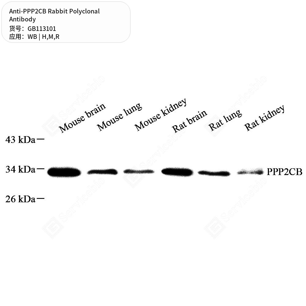 Антитела первичные, поликлональные кролика к PPP2CB крысы, мыши, человека, 100 мкл