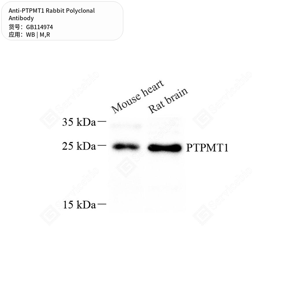 Антитела первичные, поликлональные кролика к PTPMT1 крысы, мыши, 50 мкл