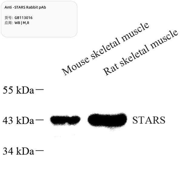 Антитела первичные, поликлональные, STARS, 100 мкл