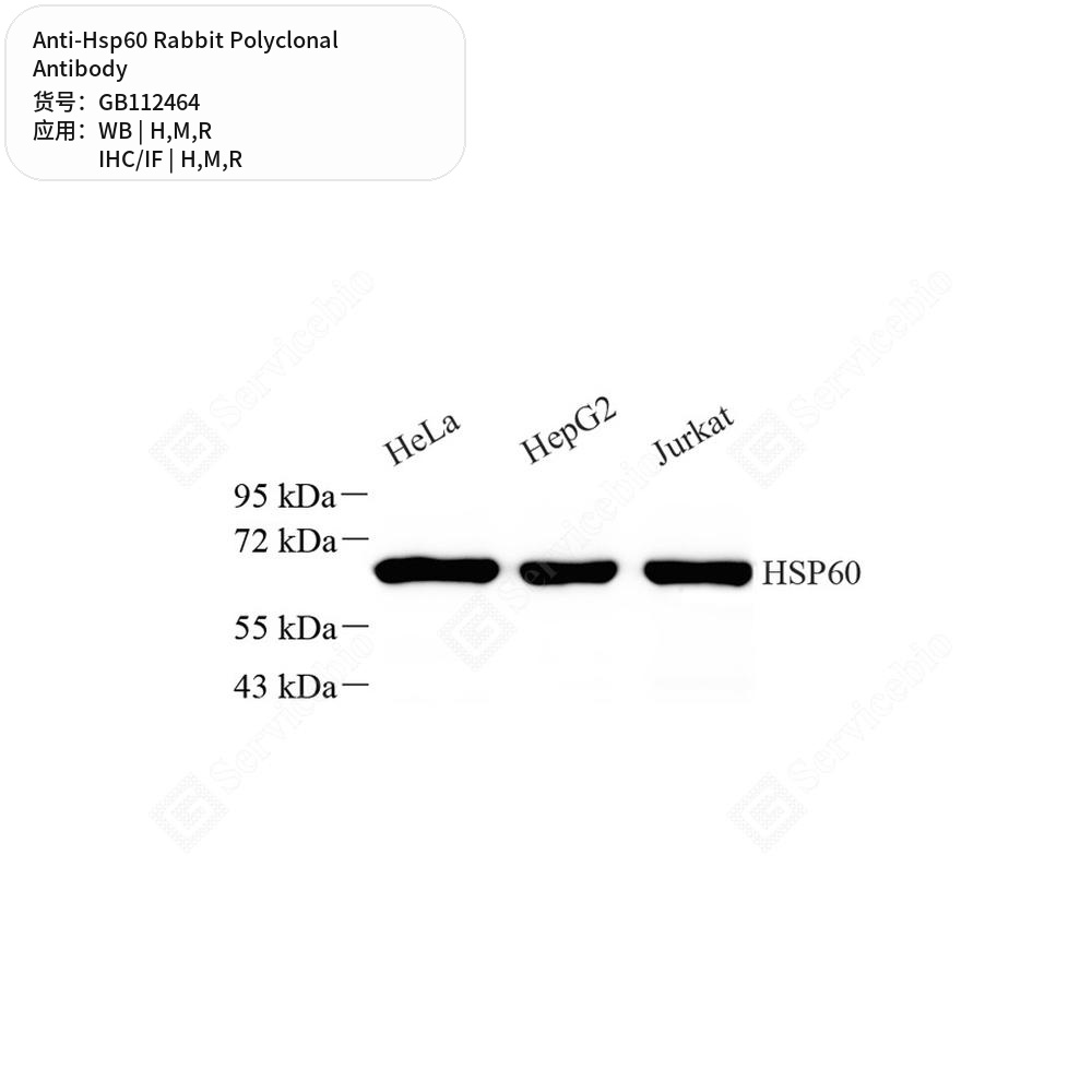 Антитела первичные, поликлональные кролика к Hsp60 крысы, мыши, человека, 100 мкл