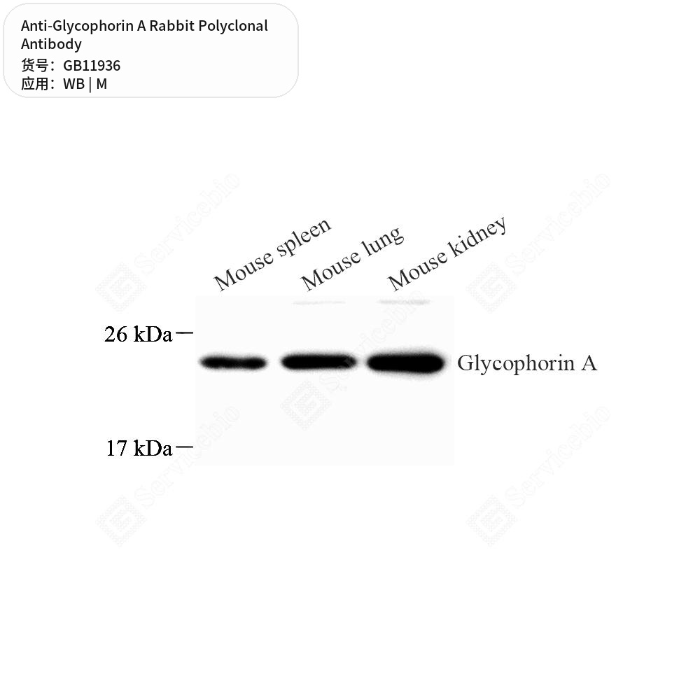 Антитела первичные, поликлональные кролика к Glycophorin A мыши, 50 мкл