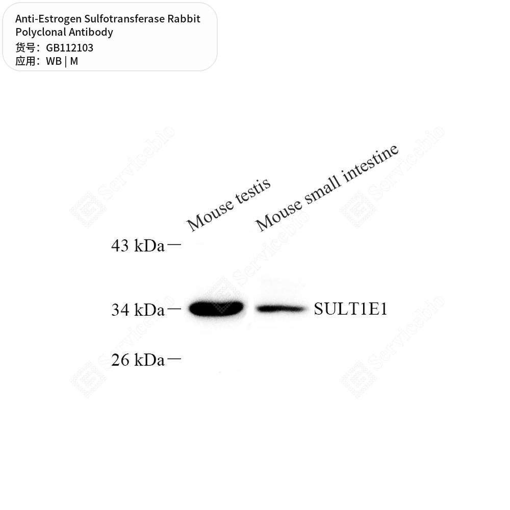 Антитела первичные, поликлональные кролика к Estrogen Sulfotransferase мыши, 100 мкл