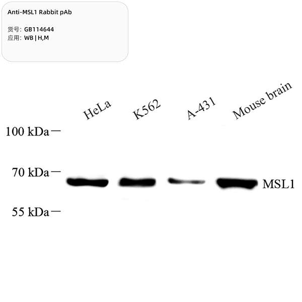 Антитела первичные, поликлональные, MSL1, 100 мкл