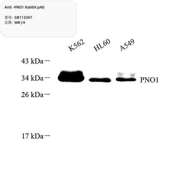Антитела первичные, поликлональные, PNO1, 100 мкл