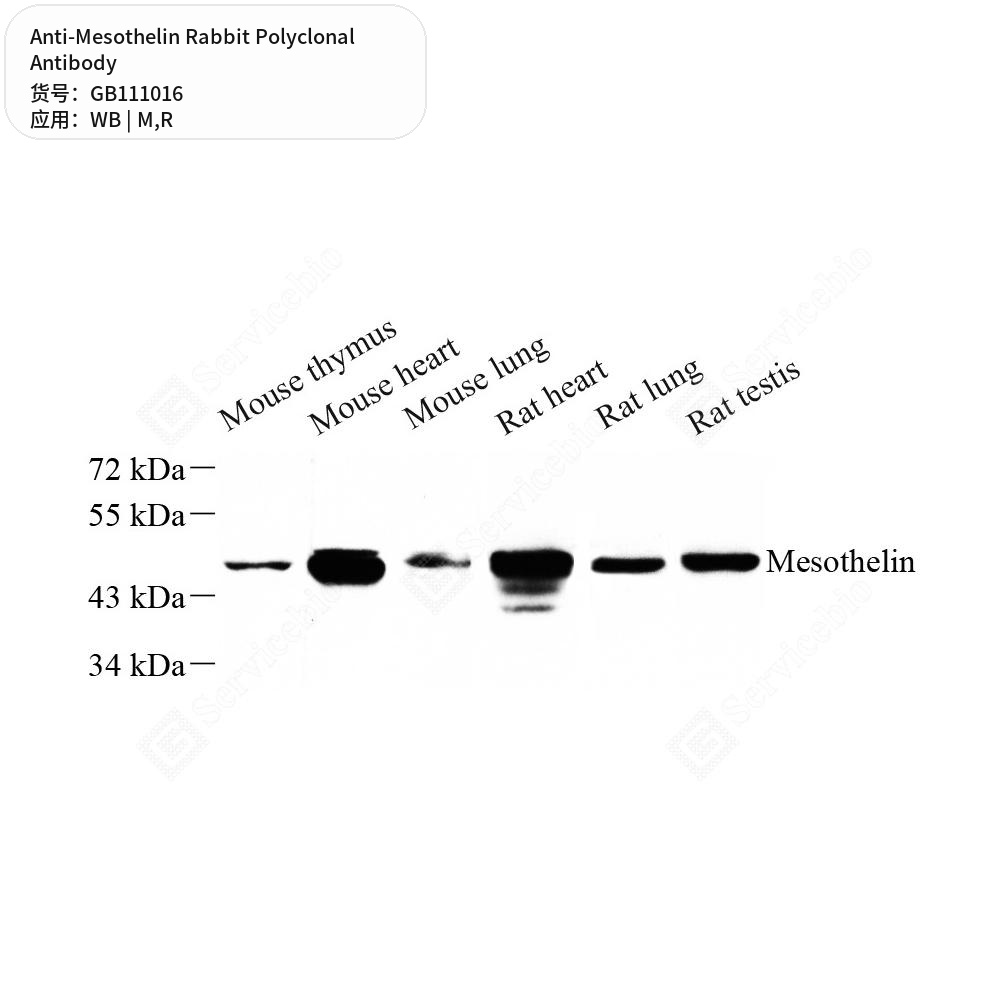 Антитела первичные, поликлональные кролика к Mesothelin крысы, мыши, 100 мкл