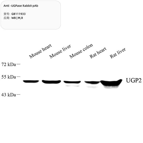 Антитела первичные, поликлональные, UGPase, 100 мкл