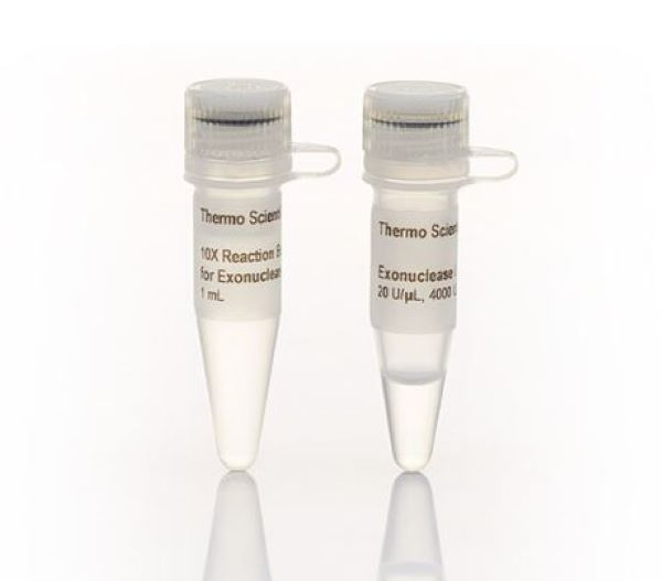 Экзонуклеаза I, 20 ед/мкл, 20 000 единиц
