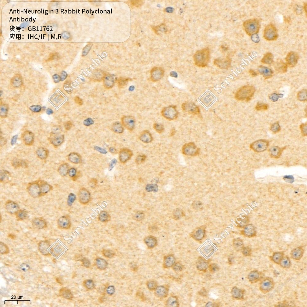 Антитела первичные, поликлональные кролика к Neuroligin 3 крысы, мыши, 50 мкл
