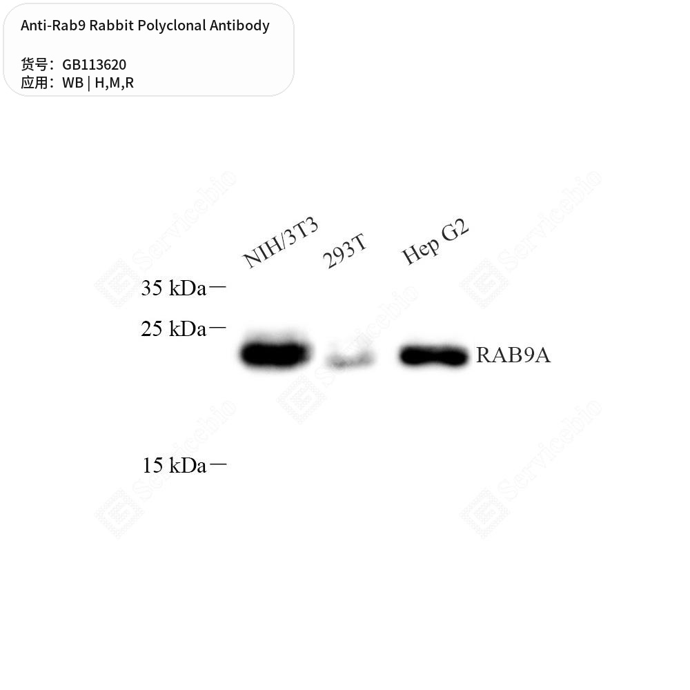 Антитела первичные, поликлональные кролика к Rab9 крысы, мыши, человека, 100 мкл