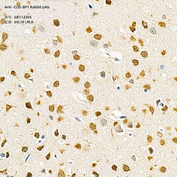 Антитела первичные, поликлональные, CUG-BP1, 100 мкл