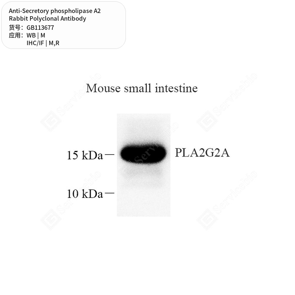 Антитела первичные, поликлональные кролика к Secretory phospholipase A2 крысы, мыши, 50 мкл