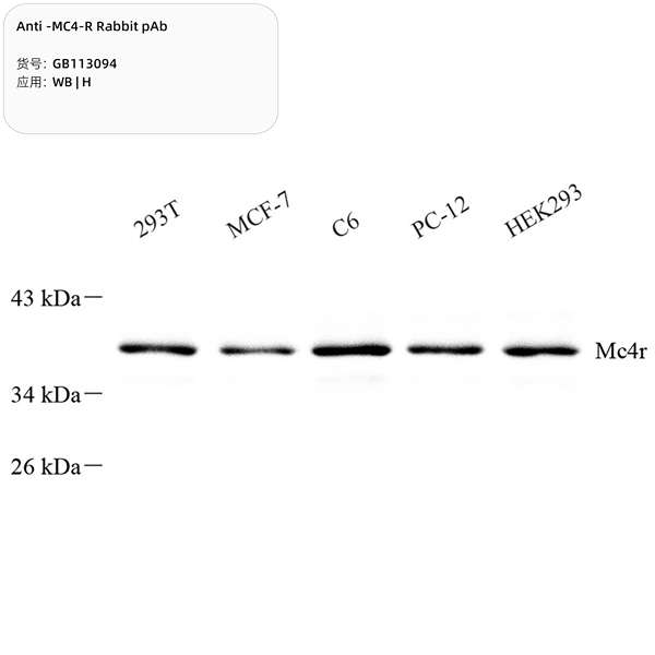 Антитела первичные, поликлональные, MC4-R, 100 мкл
