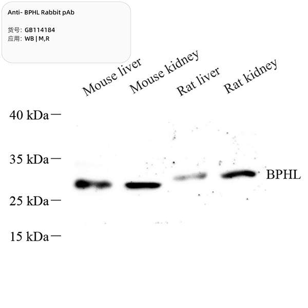 Антитела первичные, поликлональные, BPHL, 100 мкл