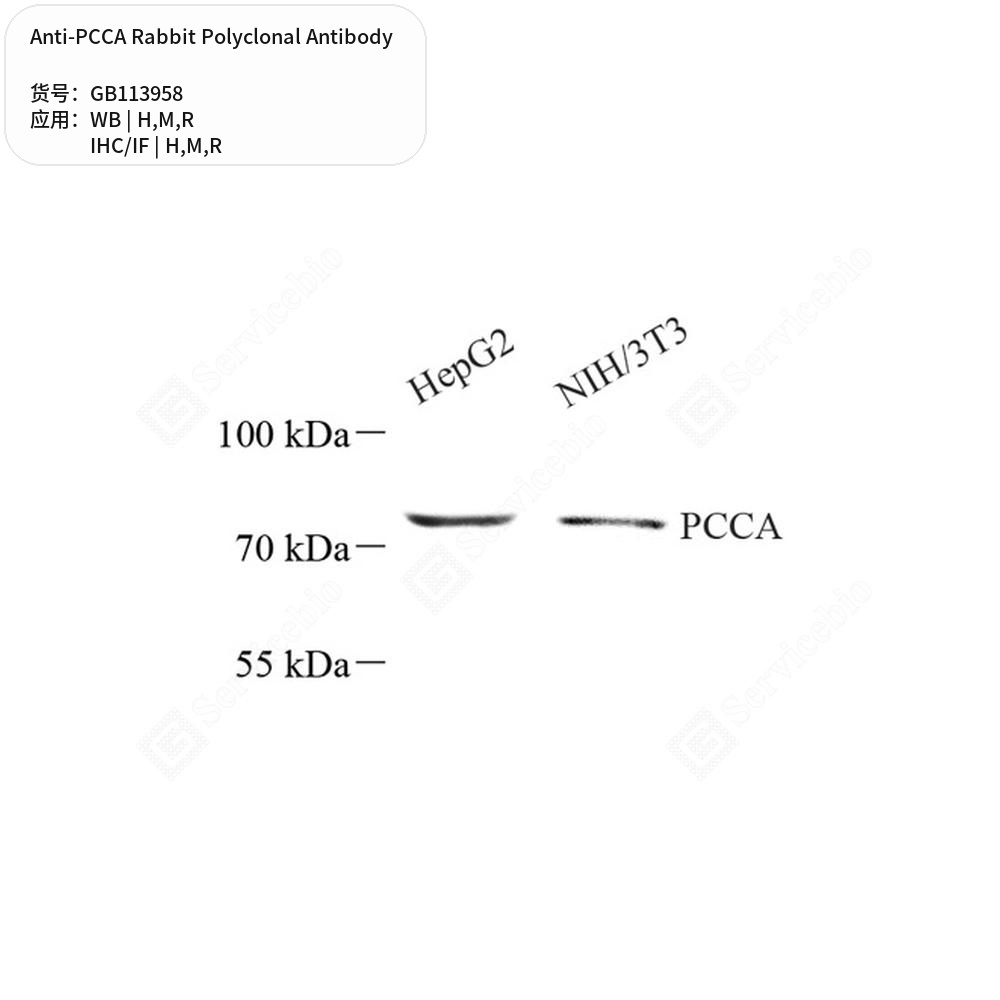 Антитела первичные, поликлональные кролика к PCCA крысы, мыши, человека, 100 мкл