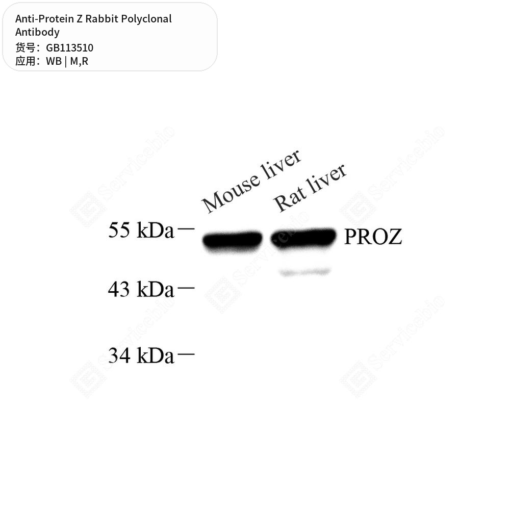 Антитела первичные, поликлональные кролика к Protein Z крысы, мыши, 100 мкл