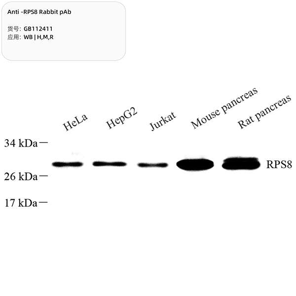 Антитела первичные, поликлональные, RPS8, 100 мкл