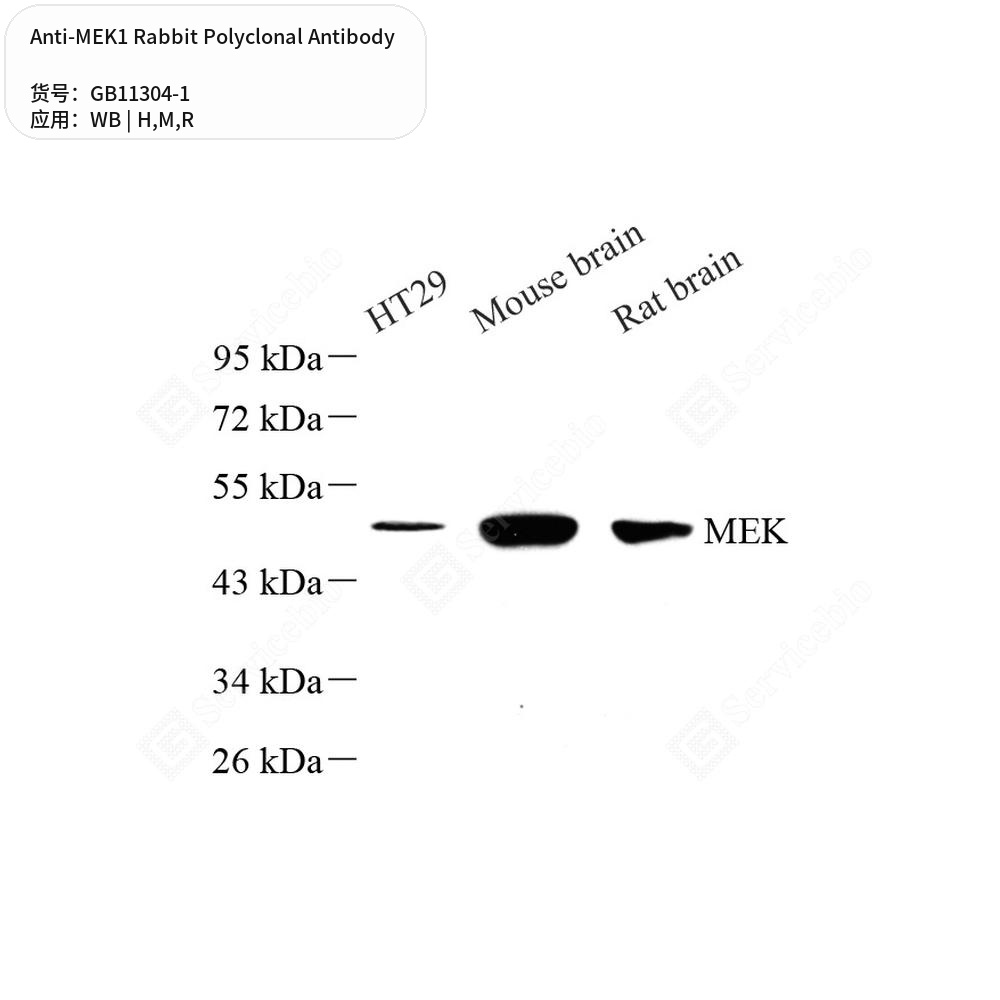Антитела первичные, поликлональные кролика к MEK1 крысы, мыши, человека, 100 мкл