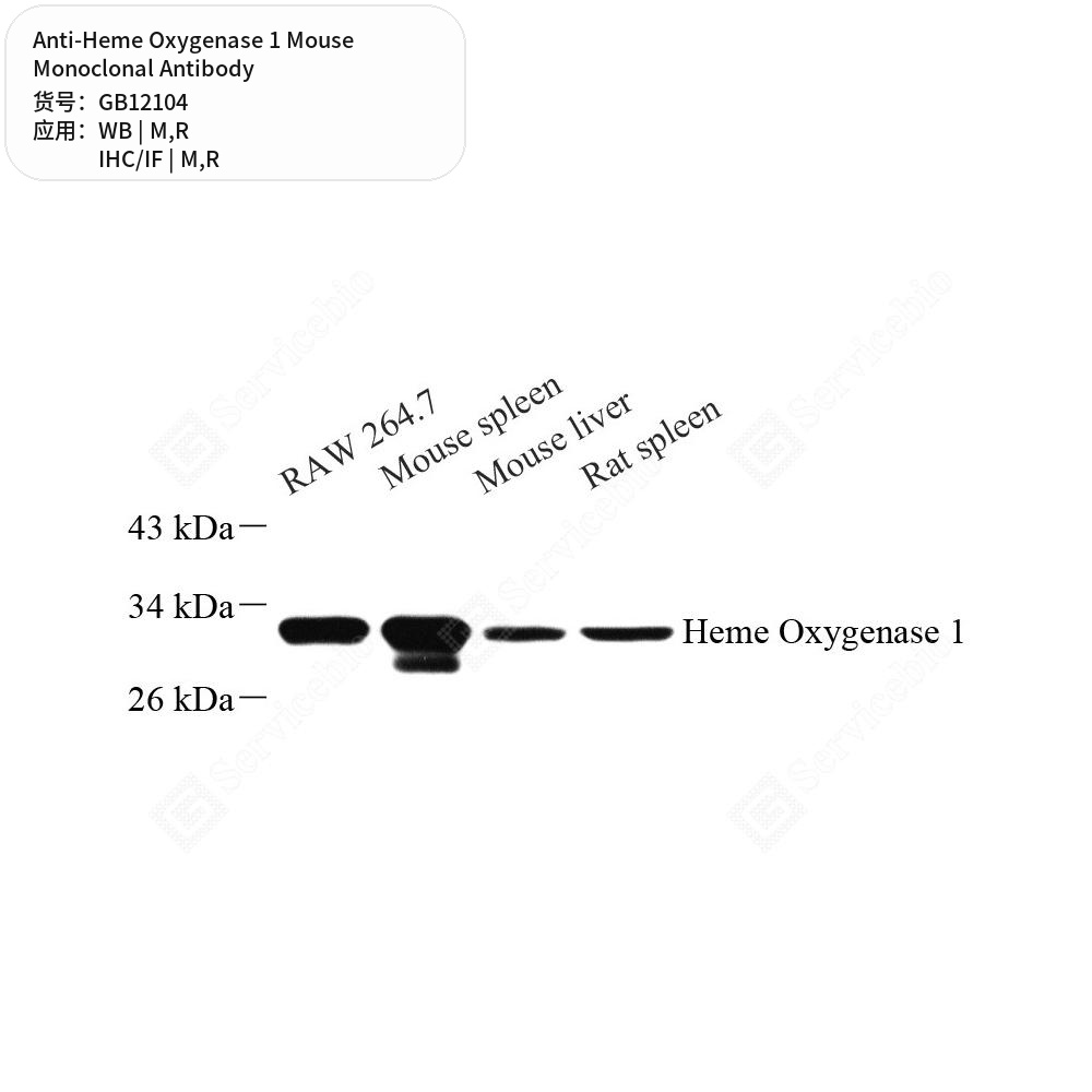 Антитела первичные, моноклональные мыши к Heme Oxygenase 1 крысы, мыши, 50 мкл