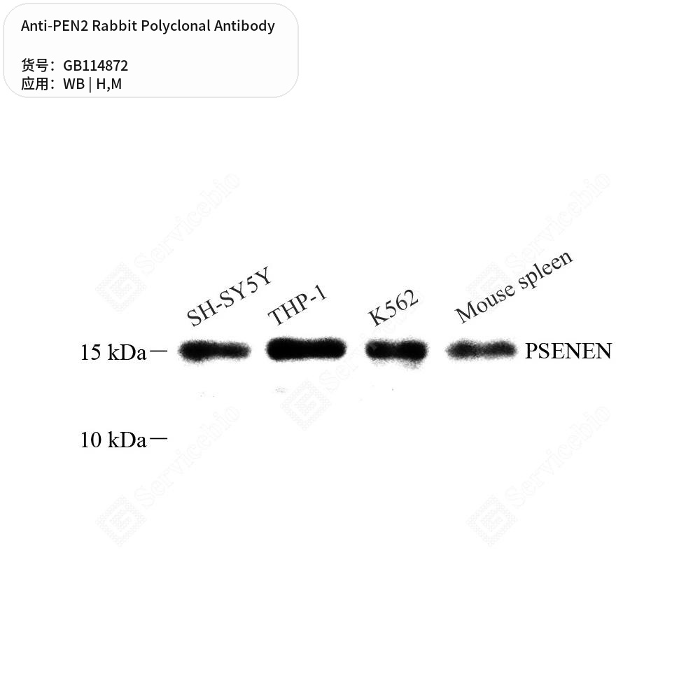 Антитела первичные, поликлональные кролика к PEN2 мыши, человека, 100 мкл