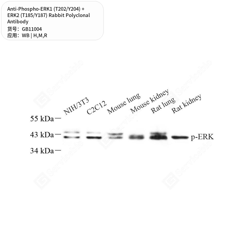 Антитела перв., полик. крол. к Phospho-ERK1 (T202/Y204) + ERK2 (T185/Y187) кр., мыши, чел., 100 мкл