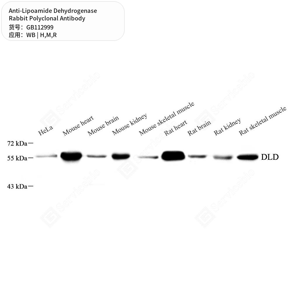 Антитела первичные, поликлональные кролика к Lipoamide Dehydrogenase крысы, мыши, человека, 100 мкл