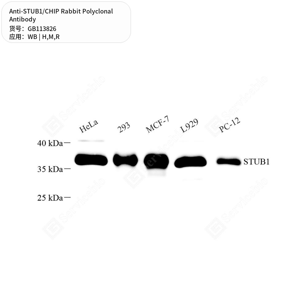 Антитела первичные, поликлональные кролика к STUB1/CHIP крысы, мыши, человека, 50 мкл