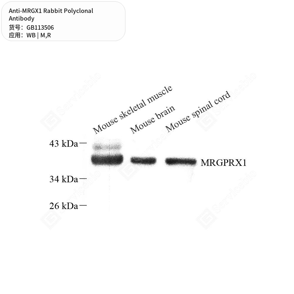 Антитела первичные, поликлональные кролика к MRGX1 крысы, мыши, 100 мкл