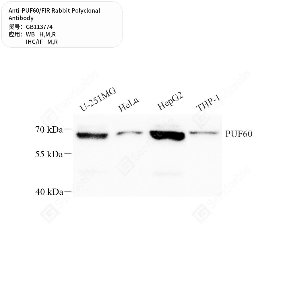 Антитела первичные, поликлональные кролика к PUF60/FIR крысы, мыши, человека, 100 мкл