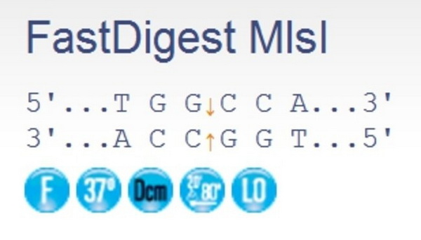 Эндонуклеаза рестрикции ускоренного гидролиза FastDigest MlsI, 50 реакций