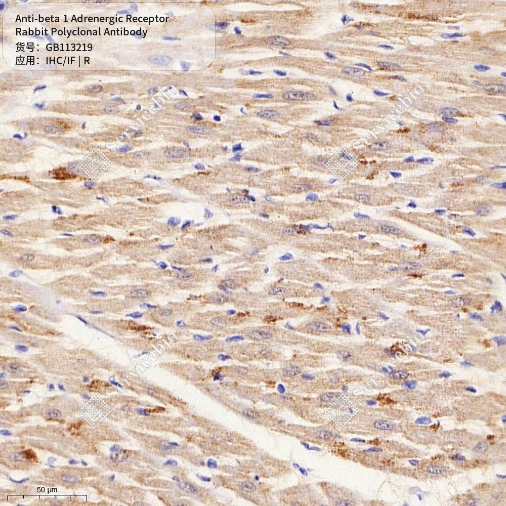 Антитела первичные, поликлональные кролика к beta 1 Adrenergic Receptor крысы, 100 мкл