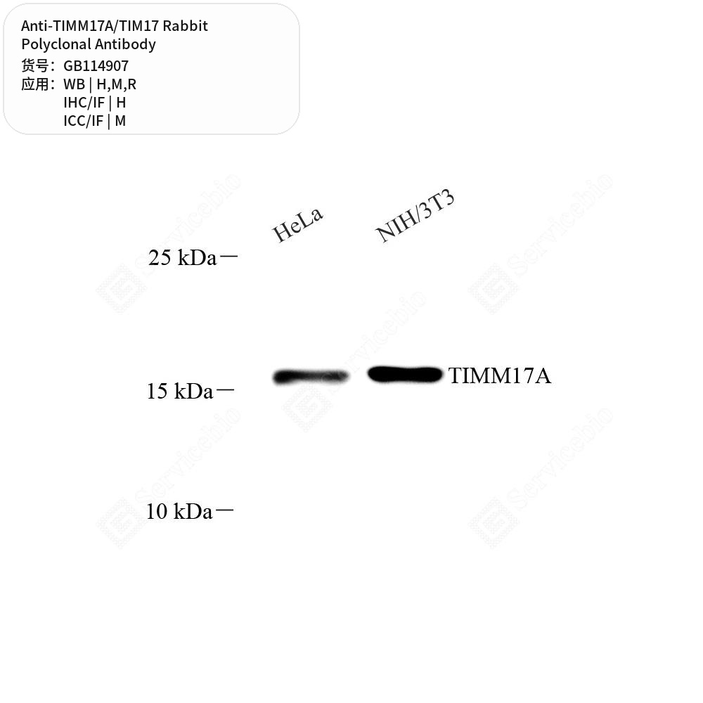 Антитела первичные, поликлональные кролика к TIMM17A/TIM17 крысы, мыши, человека, 50 мкл