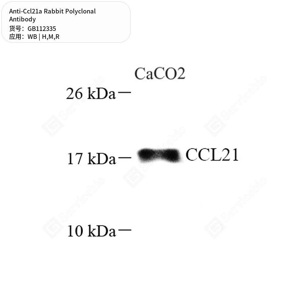 Антитела первичные, поликлональные кролика к Ccl21a крысы, мыши, человека, 100 мкл