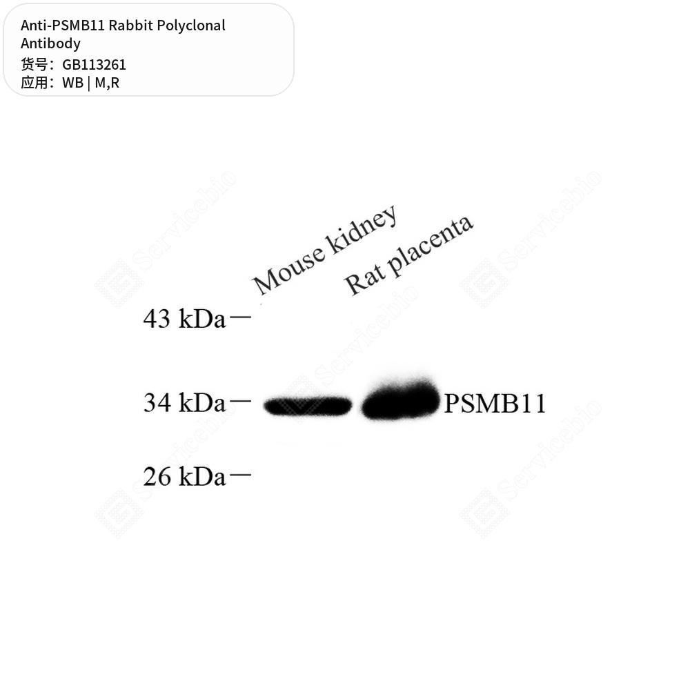 Антитела первичные, поликлональные кролика к PSMB11 крысы, мыши, 100 мкл