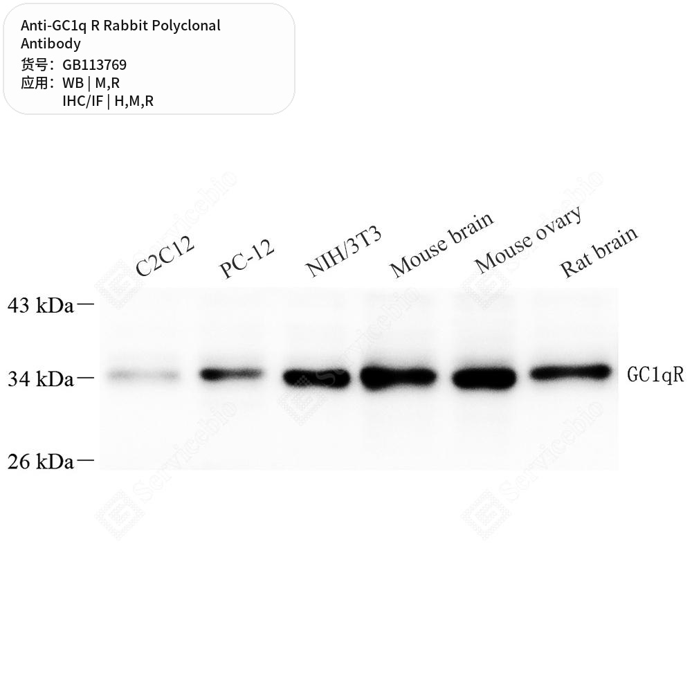Антитела первичные, поликлональные кролика к GC1q R крысы, мыши, человека, 100 мкл