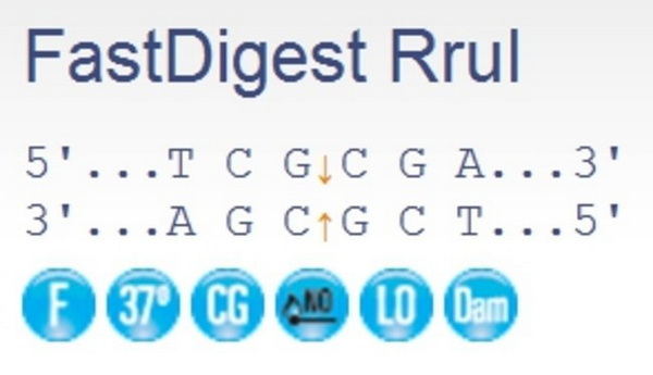 Эндонуклеаза рестрикции ускоренного гидролиза FastDigest RruI, 100 реакций