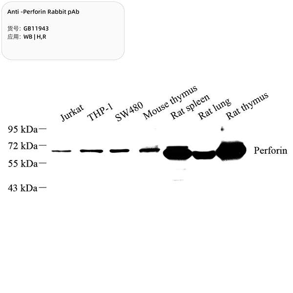 Антитела первичные, поликлональные, Perforin, 100 мкл