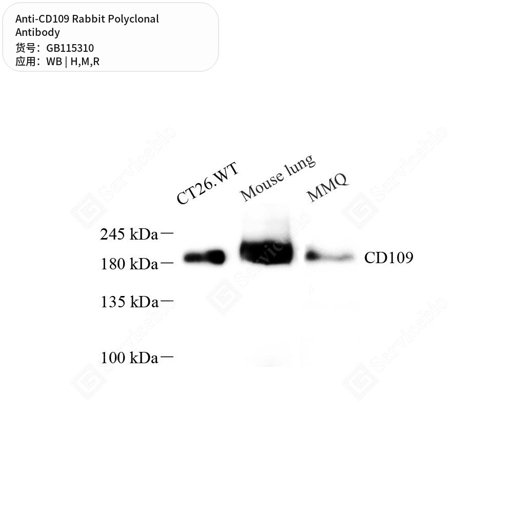 Антитела первичные, поликлональные кролика к CD109 крысы, мыши, человека, 50 мкл